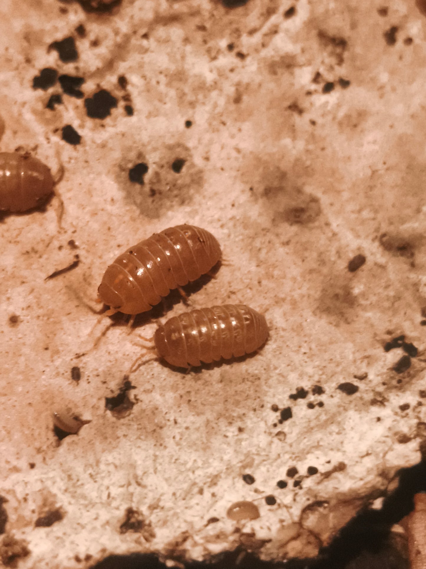 Armadillidium vulgare red