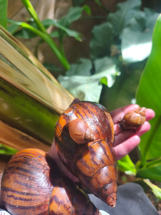 Achatina achatina ( Gana Gana)