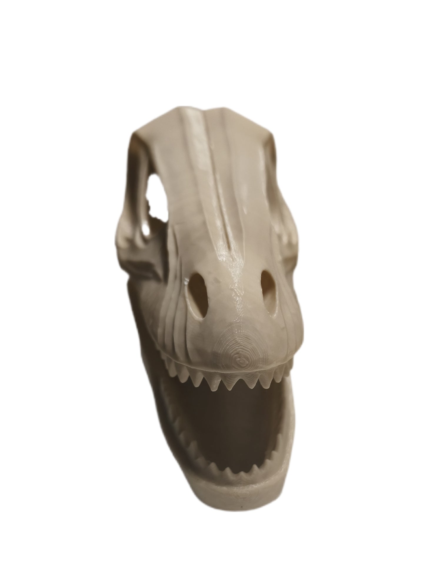 cachette crane de dinosaure vélociraptor