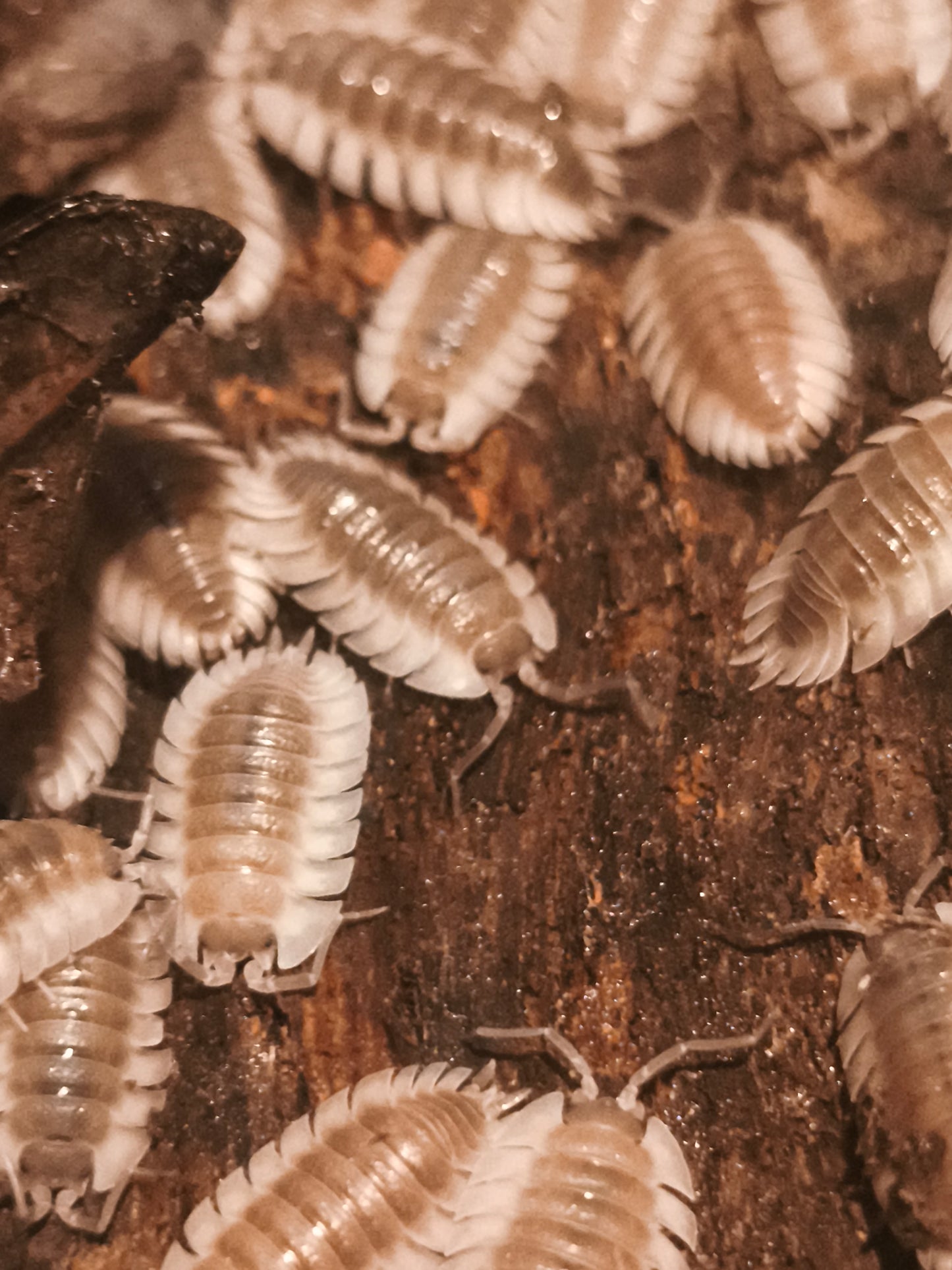 Trachelipus tribobatus