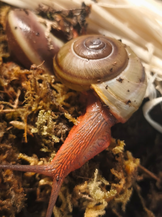 Hemiplecta floweri