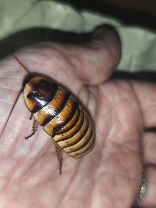 Elliptorhina javanica