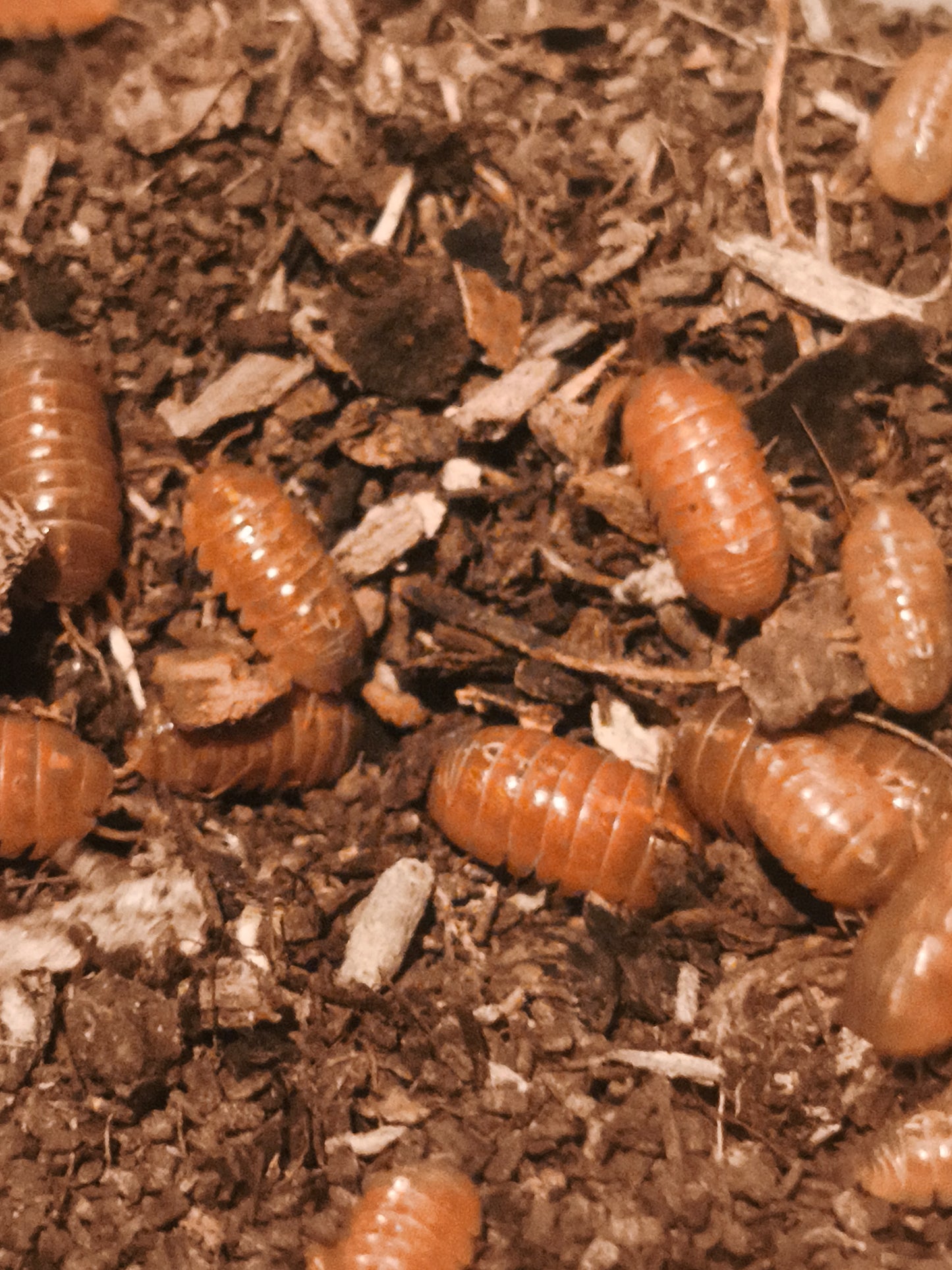 Armadillidium vulgare red