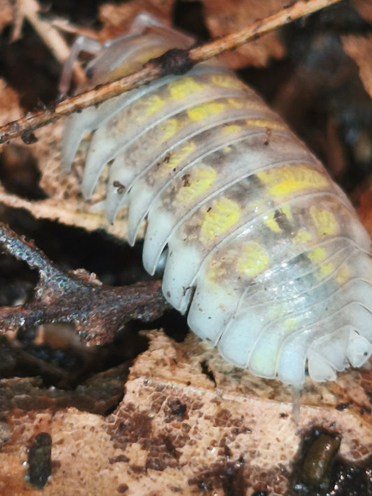 Armadilidium Granulatum Lemon