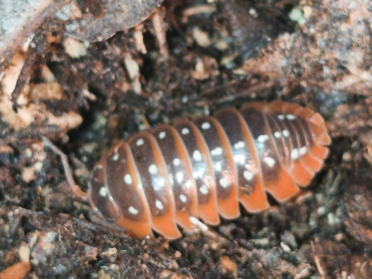 Armadillium Kluggii pudding monténégro