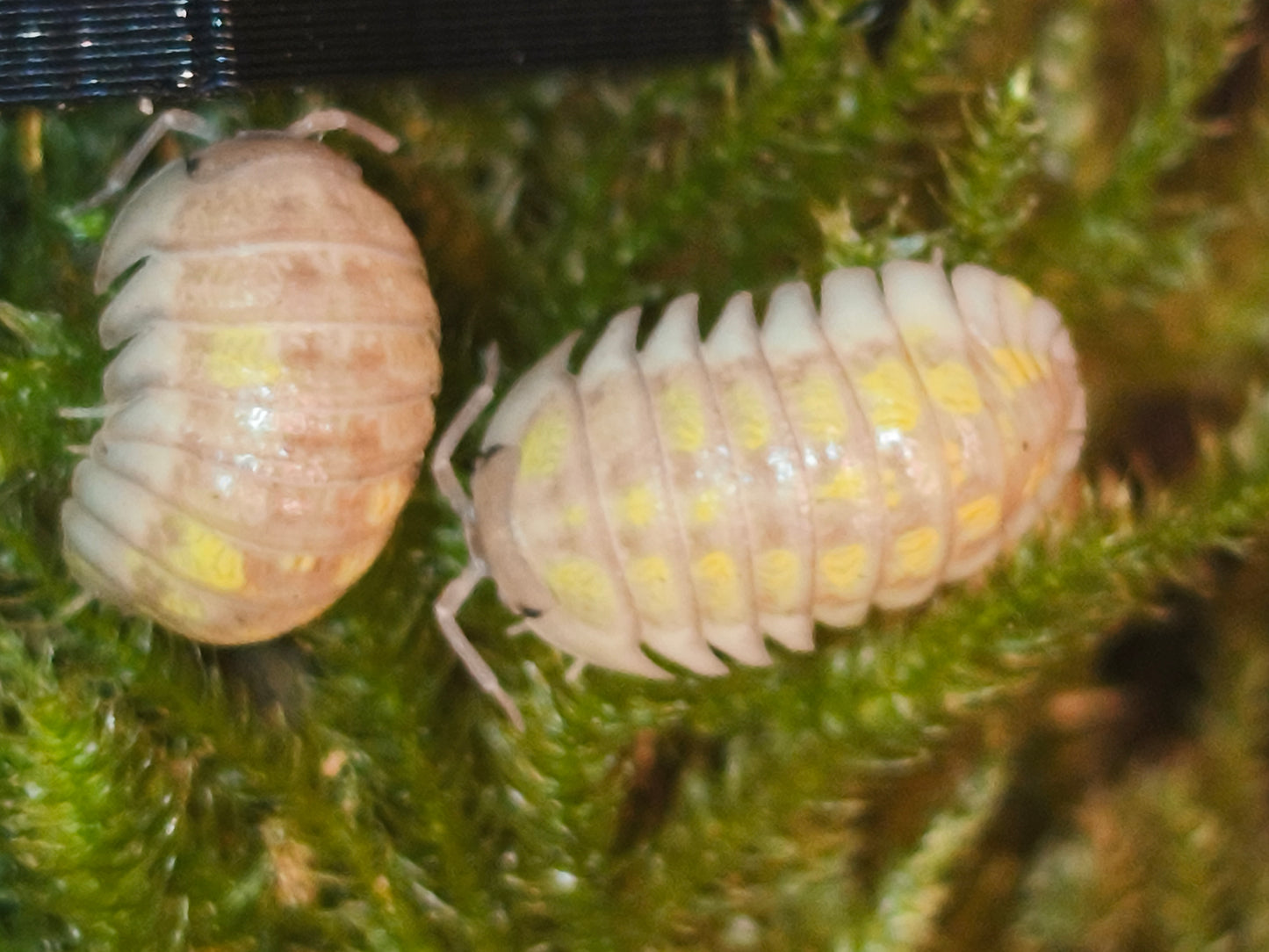 Armadilidium Granulatum Lemon