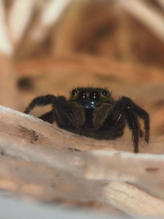 Hasarius adansoni