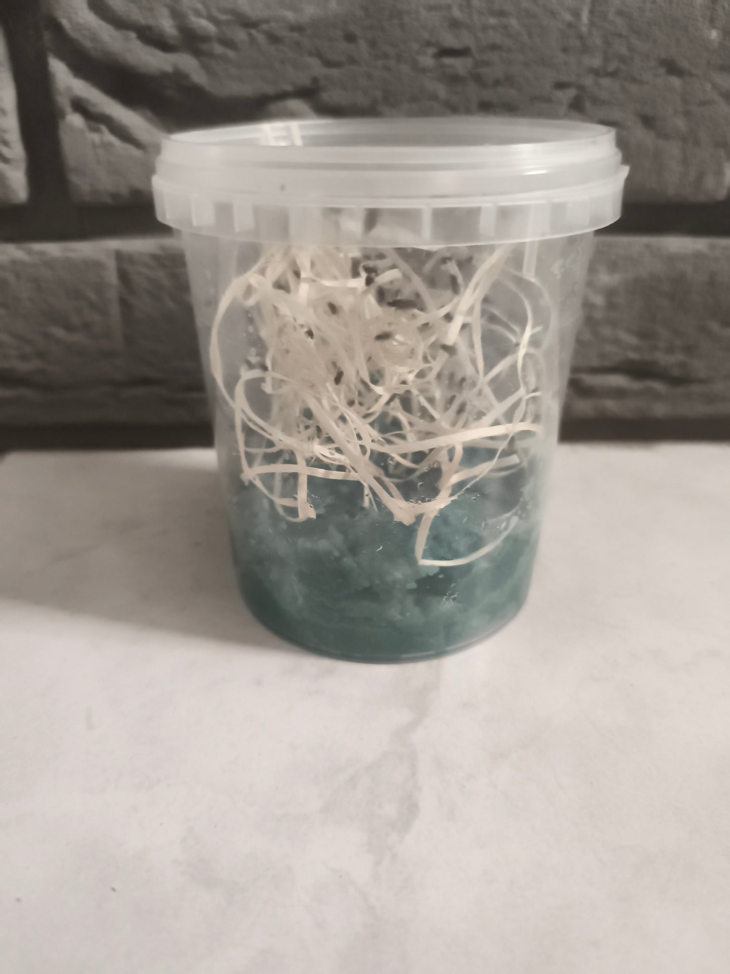 Drosophiles melanogaster