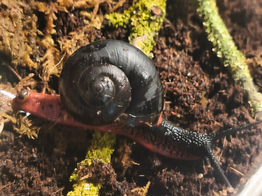 Platymma tweedei