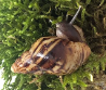 lissachatina Reticulata black head
