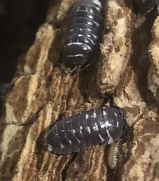 Classic Armadillium corcyraeum