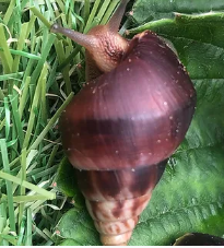 Limicoloria Turris