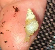 Leptinaria sp