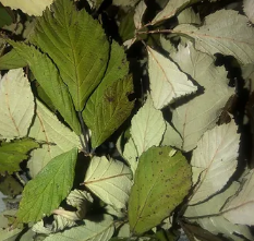 Rubus fruticodus (ronces des haies)