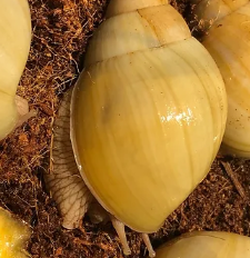 Lissachatina immaculata immaculata albina shell rsa nc