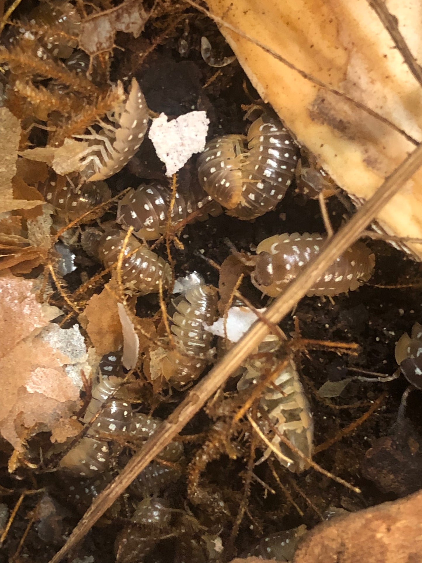 Armadillidium  Werneri "classique"
