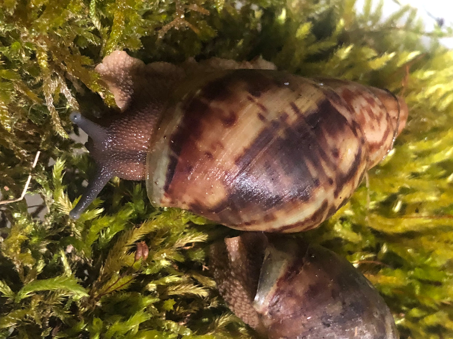 Archachatina Porphyrostoma pied cappuccino