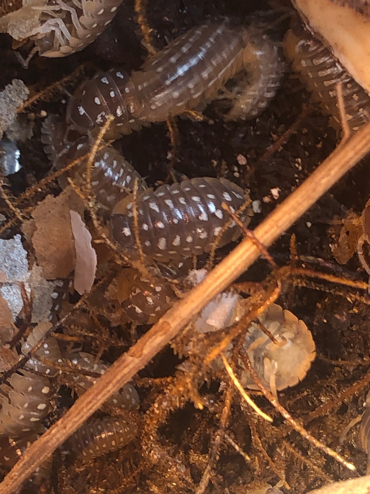 Armadillidium  Werneri "classique"