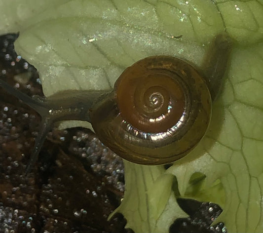 Macrochlamys kelantanensis
